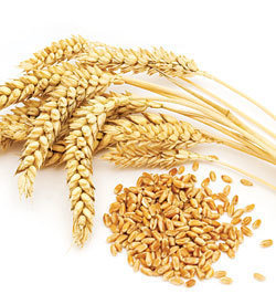 Picof Wheat